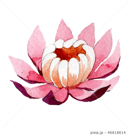 Pink lotus floral botanical flower. Watercolor background illustration set. Isolated lotus Pink lotus floral botanical flower. Watercolor background illustration set. Isolated lotus 46818614