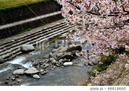 佐賀県の花見スポット 仁比山公園 佐賀県の花見スポット 仁比山公園 46818660