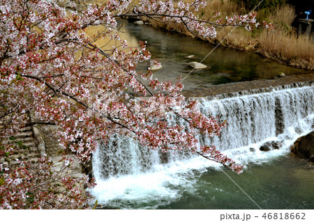 佐賀県の花見スポット　仁比山公園 46818662