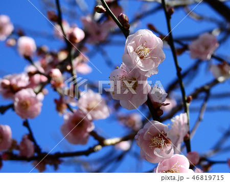 梅 梅の花 うめ 46819715