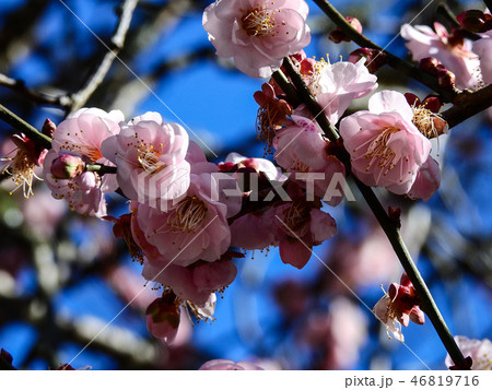 梅 梅の花 うめ 46819716