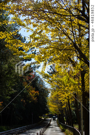 豊中の風景・秋の銀杏並木の写真素材 [46819852] - PIXTA