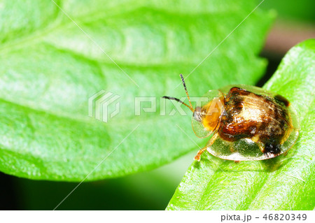 イチモンジカメノコハムシ 46820349