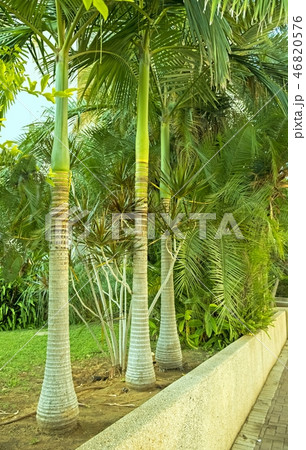 Palm in a tropical garden in city of Holon Israel Palm in a tropical garden in city of Holon Israel 46820576