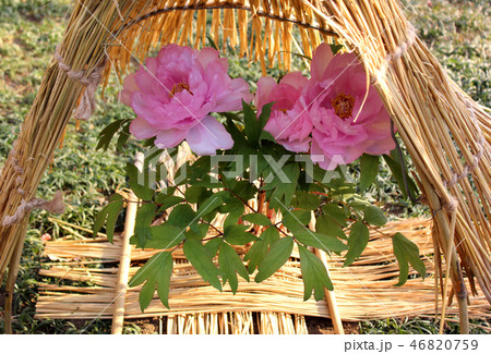 開花した上野東照宮のピンクの冬ぼたん(1) 46820759