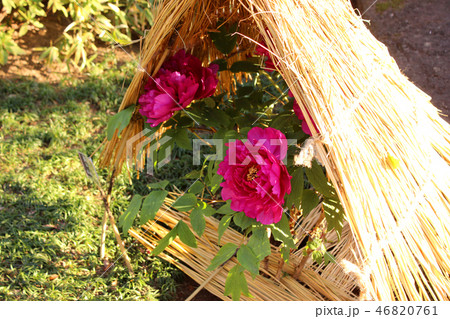 開花した上野東照宮の赤い冬ぼたん(1) 46820761