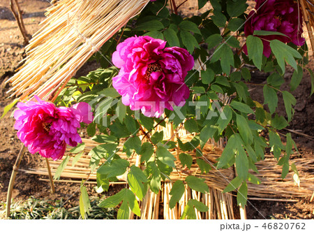 開花した上野東照宮の赤い冬ぼたん(2) 46820762