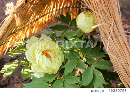 開花した上野東照宮の黄色い冬ぼたん(1) 46820763