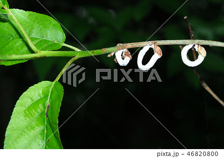 ヒモワタカイガラムシ（メスと卵のう） 46820800