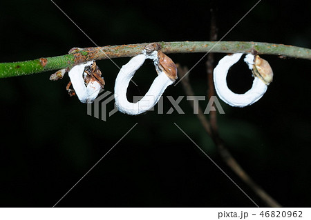 ヒモワタカイガラムシ（メスと卵のう） 46820962