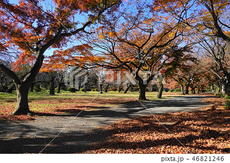 12月 小石川植物園12ｲﾛﾊﾓﾐｼﾞの紅葉と落ち葉の写真素材