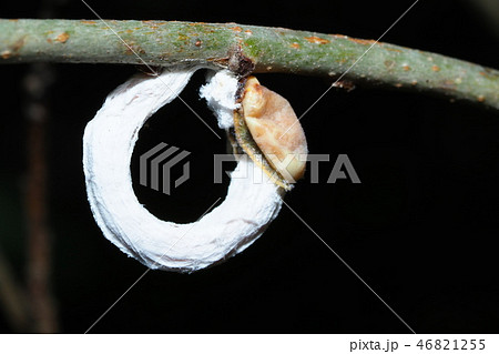 ヒモワタカイガラムシ(メスと卵のう) ヒモワタカイガラムシ(メスと卵のう) 46821255