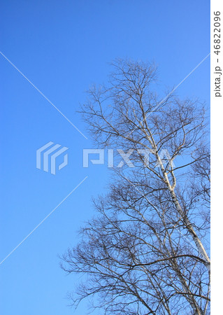 冬枯れの木と青空。北海道。 46822096
