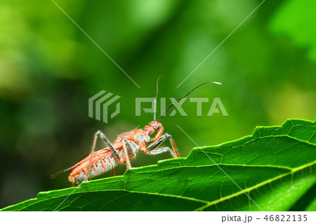 アカサシガメ 46822135