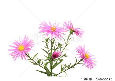 友禅菊 46822237