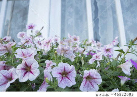 Colorful flowers 46822693