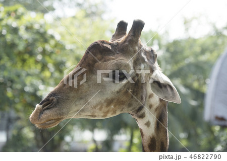 animal, giraffe 46822790