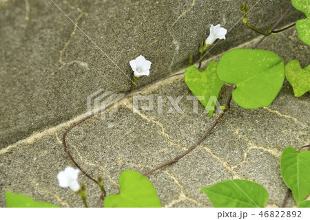 マメアサガオの花 マメアサガオの花 46822892