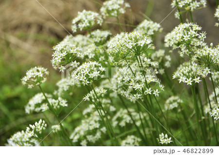 ニラの花 ニラの花 46822899
