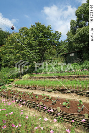 神戸布引ハーブ園~よろこびの庭~ 神戸布引ハーブ園~よろこびの庭~ 46823344