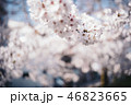 満開の桜 46823665
