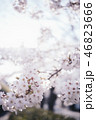 満開の桜 46823666
