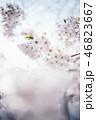 綺麗な光の中の桜 46823667