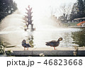 噴水の前にいる2匹の鴨 46823668