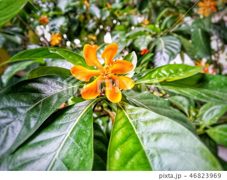 beautiful flower at garden 46823969
