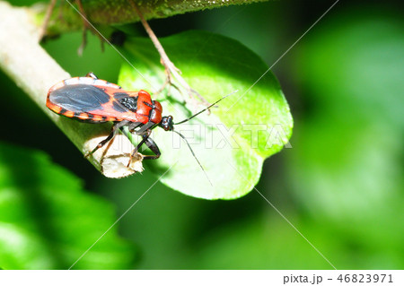 アカシマサシガメ 46823971