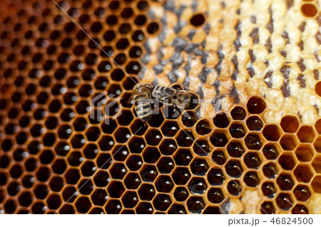 Natural color close up honeycomb in wooden beehive Natural color close up honeycomb in wooden beehive 46824500