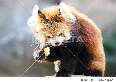 レッサーパンダ 46824632