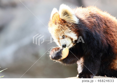 レッサーパンダ 46824633