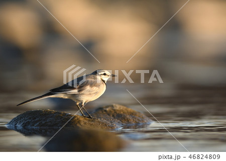 冬、夕暮れの多摩川に佇む「ハクセキレイ」 46824809