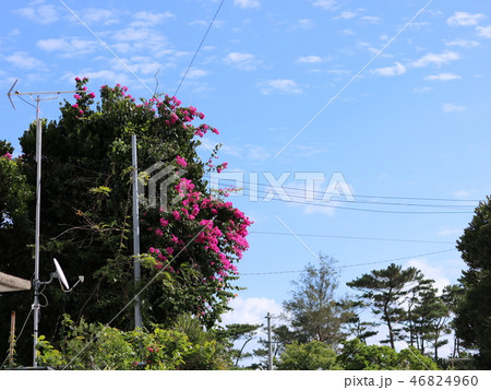 フクギに咲くブーゲンビリアとアンテナ 46824960