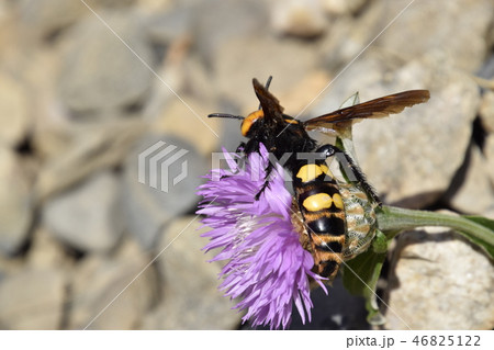 Megascolia maculata. The mammoth wasp. 46825122