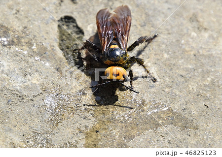 Megascolia maculata. The mammoth wasp. 46825123