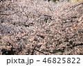 桜乱舞 46825822
