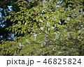野生のヤマザクラ 46825824