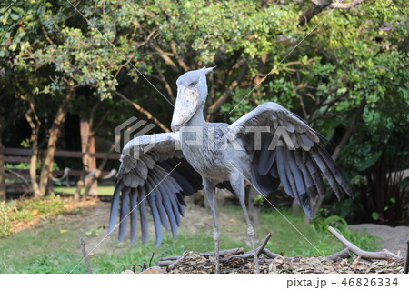 ハシビロコウ 46826334