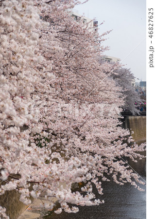 目黒川の桜 目黒川の桜 46827625