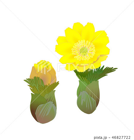 福寿草　 46827722