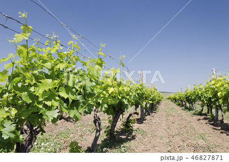 Landscape of rows in the vineyard, Bulgaria 46827871