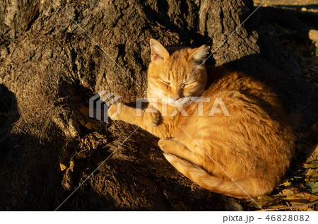 地域猫 冬の日だまりで腕組みして眠る茶トラ 地域猫 冬の日だまりで腕組みして眠る茶トラ 46828082