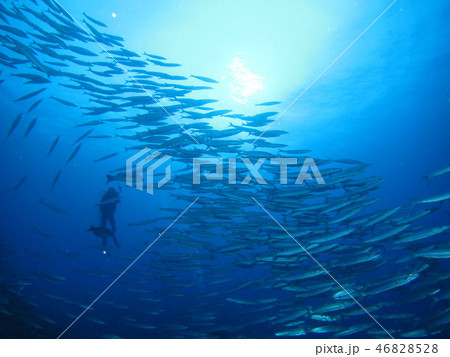 サワラの群れと太陽とダイバー 46828528