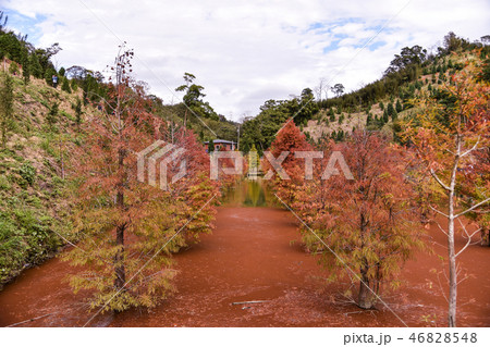 秋 あき 植物 46828548