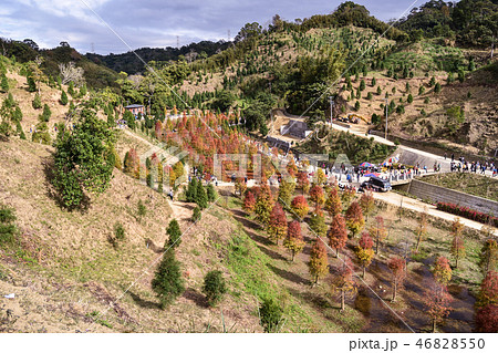 木 ツリー 樹 46828550