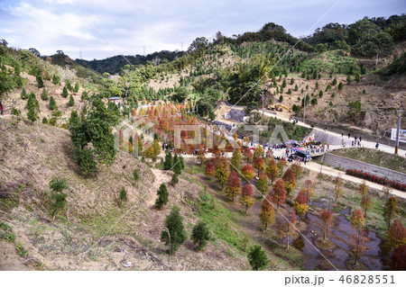 秋 あき 植物 46828551