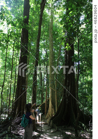 オーストラリア・ケアンズのジャングル 46829604