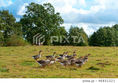 a flock of large geese, gray domestic geese a flock of large geese, gray domestic geese 46831321